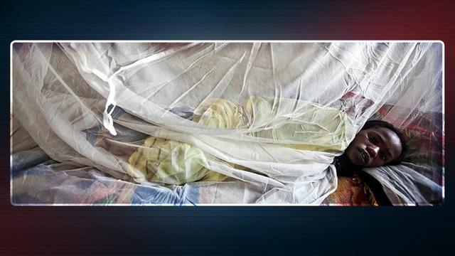 Lassa ateşi salgını alarmı! Hayvandan insana geçiyor... 1 haftada 10 kişi öldü