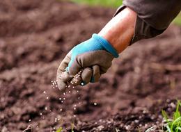 En fazla hasar ödemesi kurutmalık üzüme yapıldı!