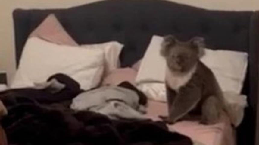 İşten eve dönen kadın yatağında gördüğü şeye inanamadı! "Davetsiz misafir" diyerek sosyal medyadan paylaştı