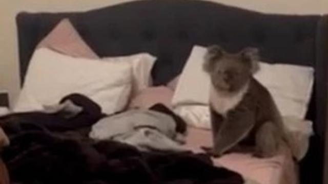 İşten eve dönen kadın yatağında gördüğü şeye inanamadı! Davetsiz misafir diyerek sosyal medyadan paylaştı