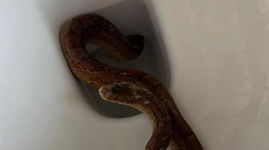 Sabah tuvalete gittiğinde klozetin içinde yılan buldu! "Hayatımda hiç bu kadar korkmamıştım"