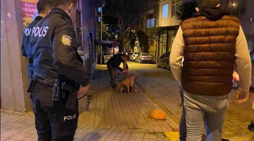 Sahibinin elinden kurtulan pitbull cinsi k&ouml;pek dehşet sa&ccedil;tı: Zar zor kontrol altına aldılar
