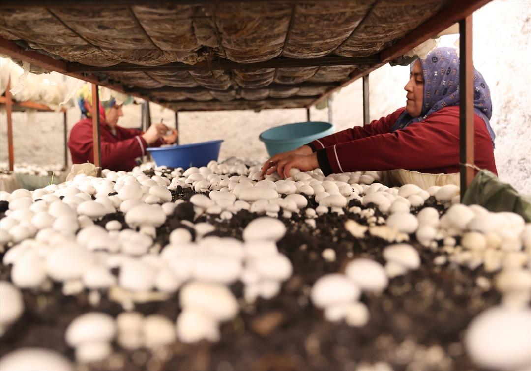 Kooperatif kuran girişimci kadınlar kaya odalarda mantar &uuml;retiyor! "Yapabilir miyiz diyorduk ama başardık"