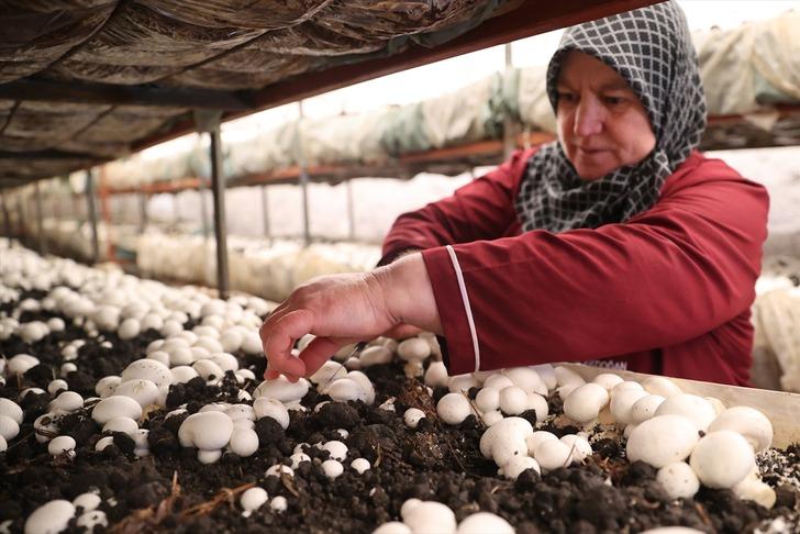 Kooperatif kuran girişimci kadınlar kaya odalarda mantar üretiyor! "Yapabilir miyiz diyorduk ama başardık" G3