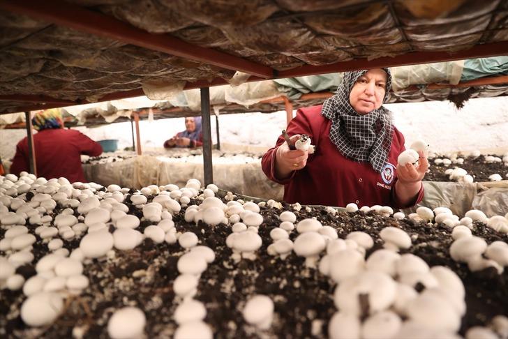 Kooperatif kuran girişimci kadınlar kaya odalarda mantar üretiyor! "Yapabilir miyiz diyorduk ama başardık" G4