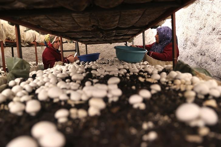 Kooperatif kuran girişimci kadınlar kaya odalarda mantar üretiyor! "Yapabilir miyiz diyorduk ama başardık" G5