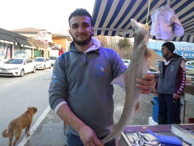Marmara’da köpek balığı yakalandı