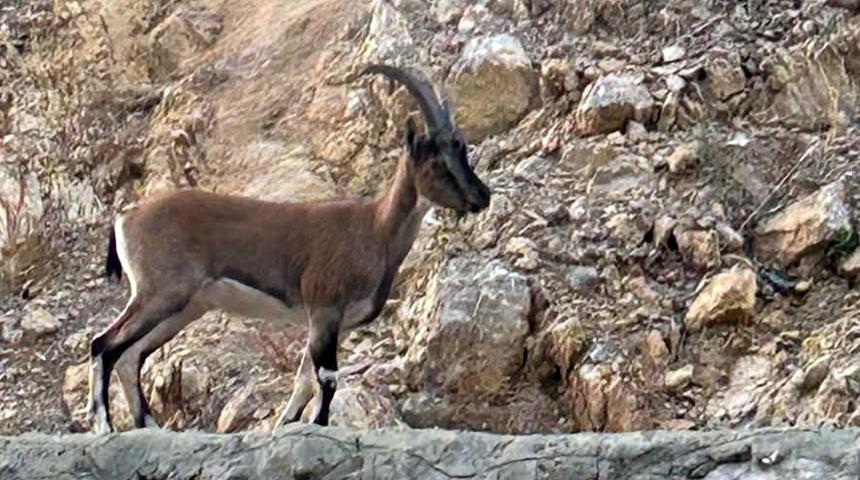 'Domates yıkadım' dedi! Yalanı ortaya çıkınca 661 bin lira ceza yedi