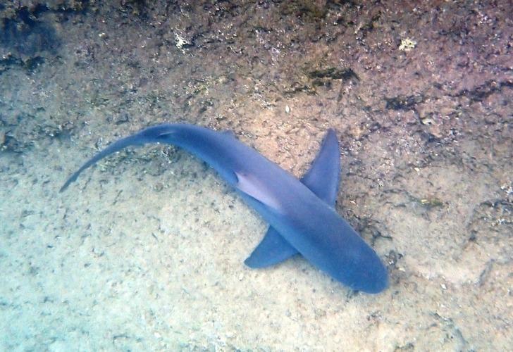 Dünyada eşi benzeri yok! Muğla'nın saklı cennetinde kum köpek balıklarının nefes kesen görüntüleri G1