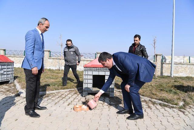 Muş’ta sokak hayvanları sahipsiz değil