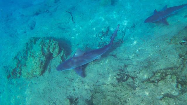 Dünyada eşi benzeri yok! Muğla'nın saklı cennetinde kum köpek balıklarının nefes kesen görüntüleri