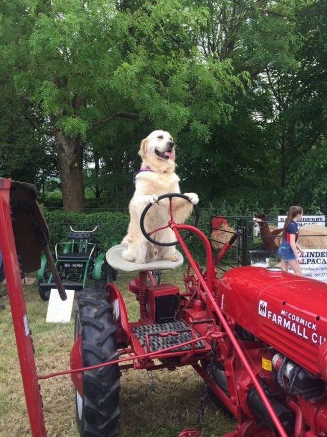 Köpek Rambo sahibine tarlada traktör sürerek yardım ediyor