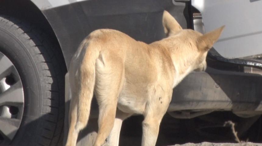 Mamak’ta köpek sürüsünün saldırdığı kadın canını zor kurtardı