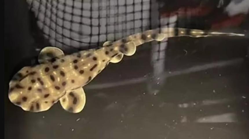 Tamamen dişilerden oluşan bir tankta yaşamasına rağmen doğum yapan bakire köpek balığının gizemi çözülmeyi bekliyor