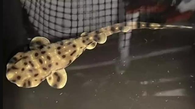 Tamamen dişilerden oluşan bir tankta yaşamasına rağmen doğum yapan bakire köpek balığının gizemi çözülmeyi bekliyor