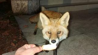 Misafirhane görevlisi, aç tilkiyi elleriyle besledi