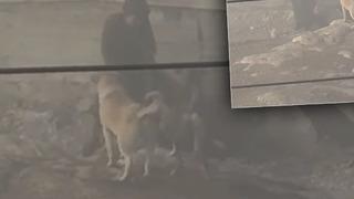 Yer: Ankara! Başıboş köpekler hamile kadına dehşeti yaşattı: Düşük tehlikesi var...