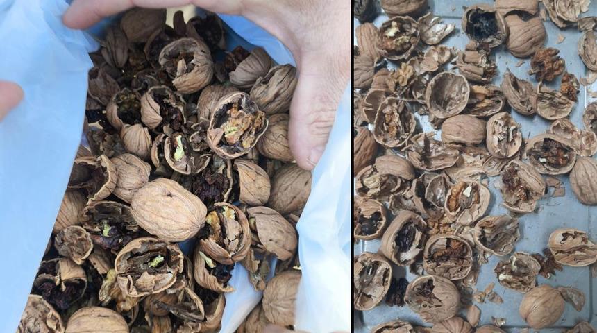 Yer: Bilecik... Böyle bir sahtekarlık görülmedi! Zabıtalar kırdıkları cevizlerin içini görünce şoke oldular