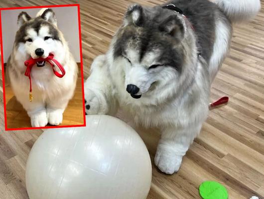 Hep köpek olmayı hayal ediyordu! Hayvanat bahçesi kurdu
