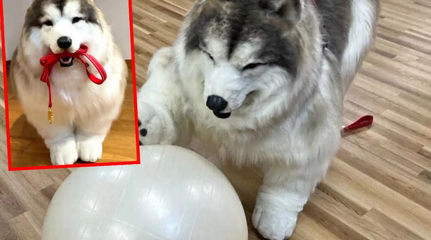 Hep köpek olmayı hayal ediyordu! 12 bin sterlin (534 bin TL) değerindeki köpek kostümüyle dışarı çıkıyor... Kendi hayvanat bahçesini kurdu