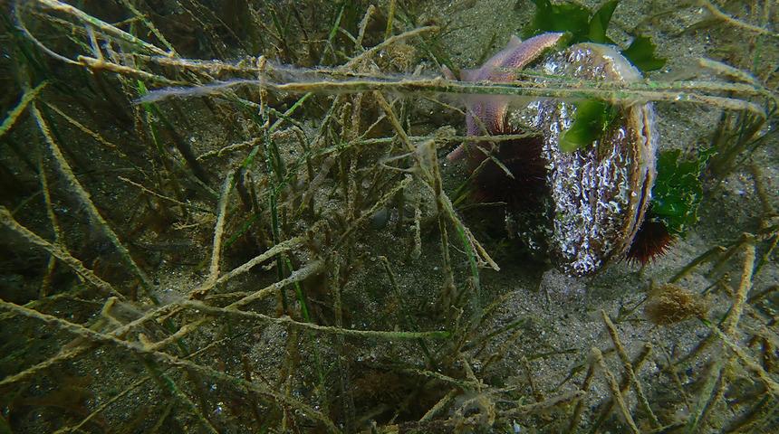 2021'deki bela geri mi dönüyor? Korku dolu günler yaşatmıştı... Uzman isim müsilaj için uyardı! 
