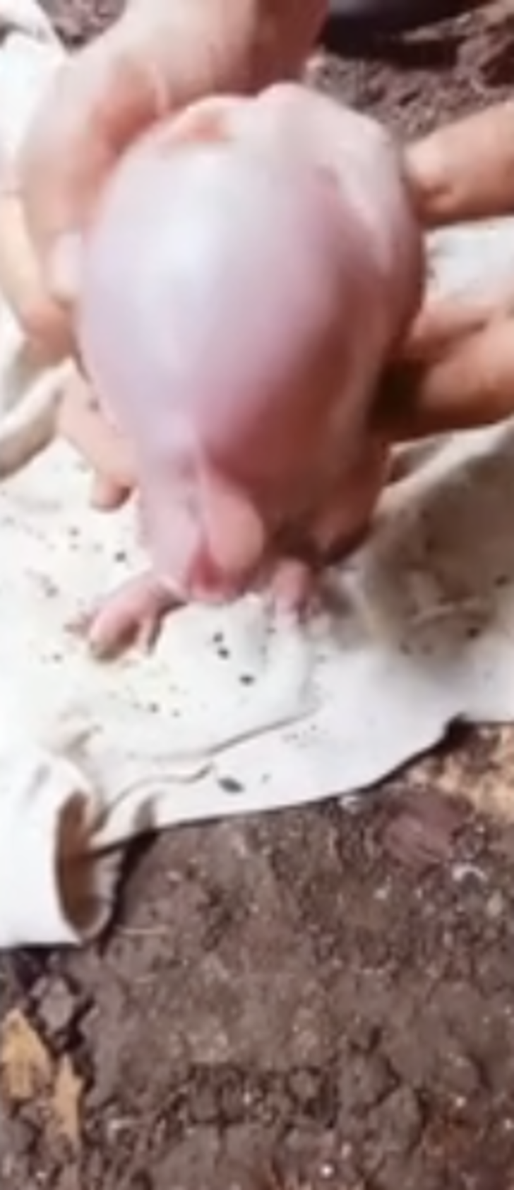 Sosyal medyada milyonlar izlendi! İnsan yüzlü domuz yavrusunu gören inanamadı: "Bebek sesi gibi ağlıyor" G1