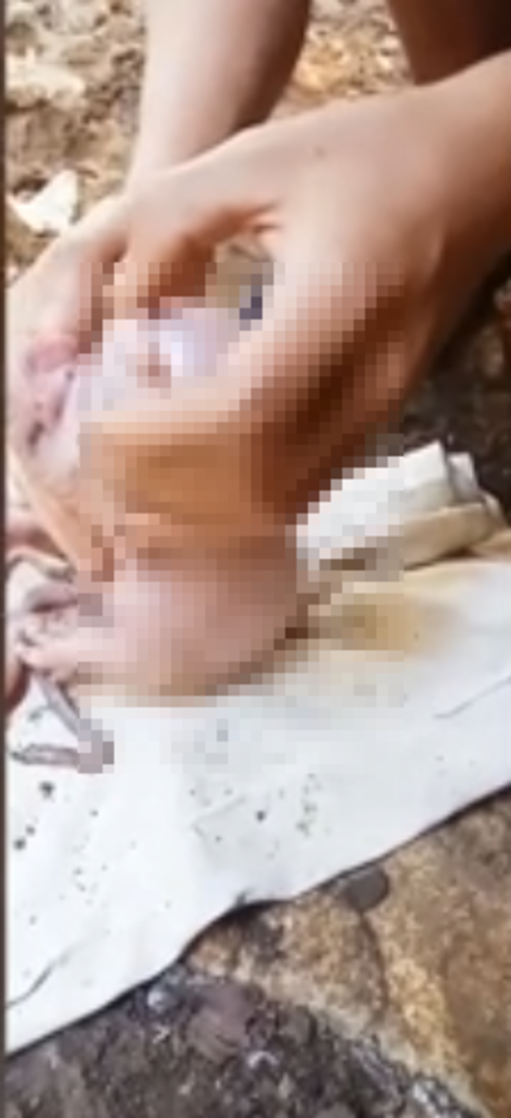 Sosyal medyada milyonlar izlendi! İnsan yüzlü domuz yavrusunu gören inanamadı: "Bebek sesi gibi ağlıyor" G2