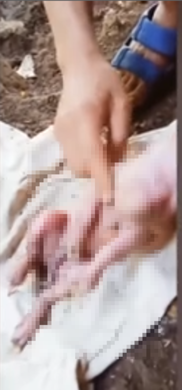 Sosyal medyada milyonlar izlendi! İnsan yüzlü domuz yavrusunu gören inanamadı: "Bebek sesi gibi ağlıyor" G3