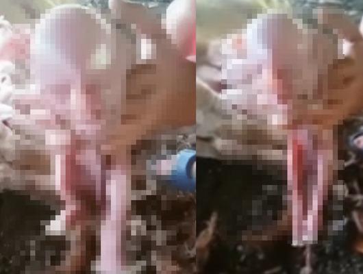 İnsan yüzlü domuz yavrusunu gören inanamadı: "Bebek sesi gibi ağlıyor"