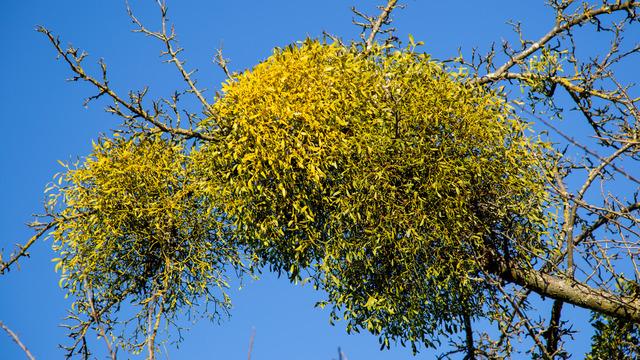 Ökse otu faydaları nelerdir? Ökse otu neye iyi gelir?