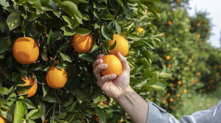 Portakal hangi mevsimde yetişir? Portakal ağacı nasıl yetiştirilir? Kış meyvesi midir?
