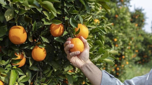 Portakal hangi mevsimde yetişir? Portakal ağacı nasıl yetiştirilir? Kış meyvesi midir?