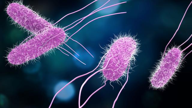 Salmonella nedir, nasıl bulaşır? Salmonella öldürür mü?