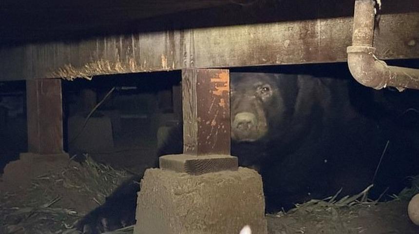 Orman yangınlarından sonra evine döndü! Bodrumunda beklenmedik bir şey keşfederek şoke oldu: "Sürpriz bir ziyaretçi"