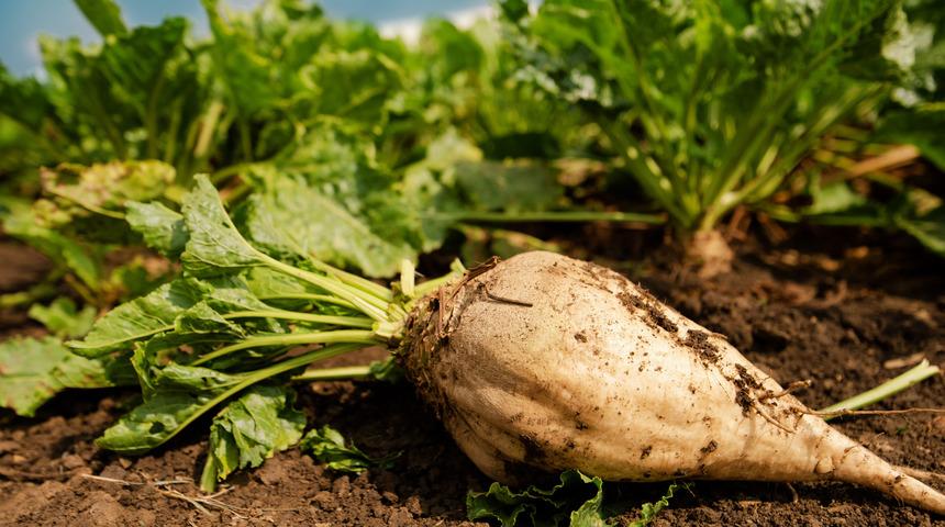 Şeker pancarı pekmezi faydaları nelerdir, neye iyi gelir? Şeker pancarı pekmezi nasıl yapılır?
