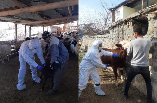 Tunceli’de şap hastalığı alarmı! Yetkililer harekete geçti