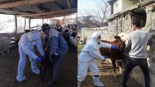Tunceli’de şap hastalığı alarmı! Yetkililer harekete geçti