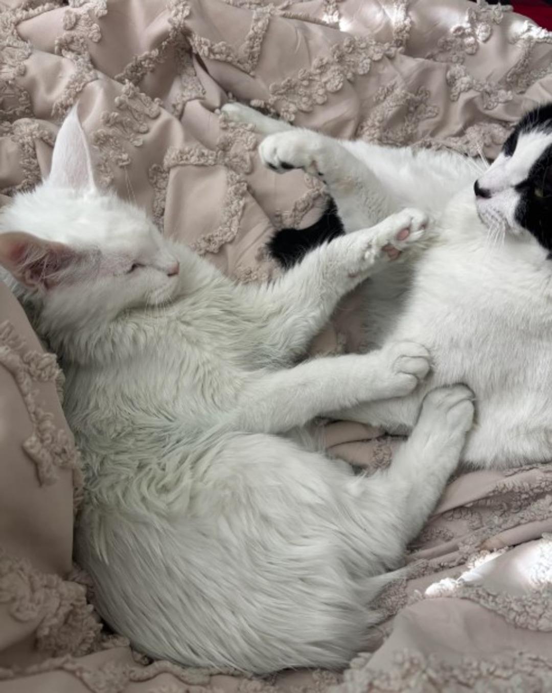 Evinin her yerinde oluşan lekeleri takip ederek kocasının kendisini aldattığını öğrendi! "Bu garip duygudan kurtulamadım" 1