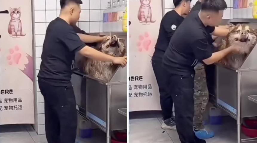 Canlı yayında skandal! 'Köpek eğitimi' yayıncısı, canlı yayın sırasında köpeğin ölmesi üzerine eleştirildi