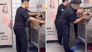 Canlı yayında skandal! 'Köpek eğitimi' yayıncısı, canlı yayın sırasında köpeğin ölmesi üzerine eleştirildi