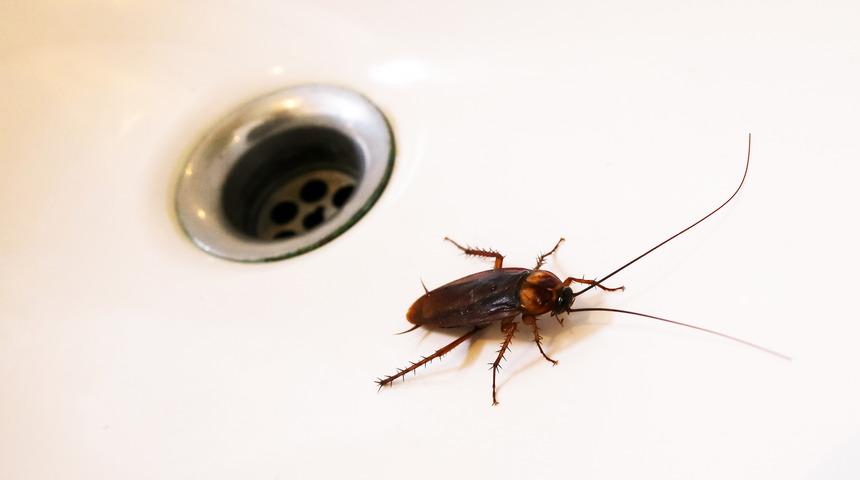 Lavabodan neden hamam böceği gelir? Lavabodan gelen hamam böceği nasıl yok edilir?