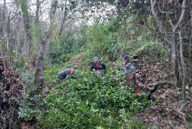 'Çok iyi fiyata verdik! Köy halkına iyi gelir oldu' Amerika ve Avrupa'ya satılıyor 'Ayağımıza kadar gelip alıyorlar' G2