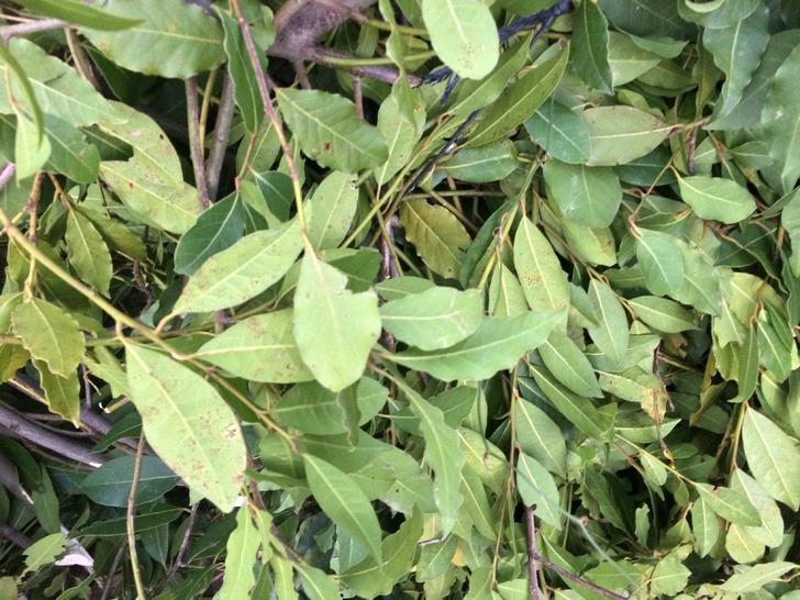 'Çok iyi fiyata verdik! Köy halkına iyi gelir oldu' Amerika ve Avrupa'ya satılıyor 'Ayağımıza kadar gelip alıyorlar' G3