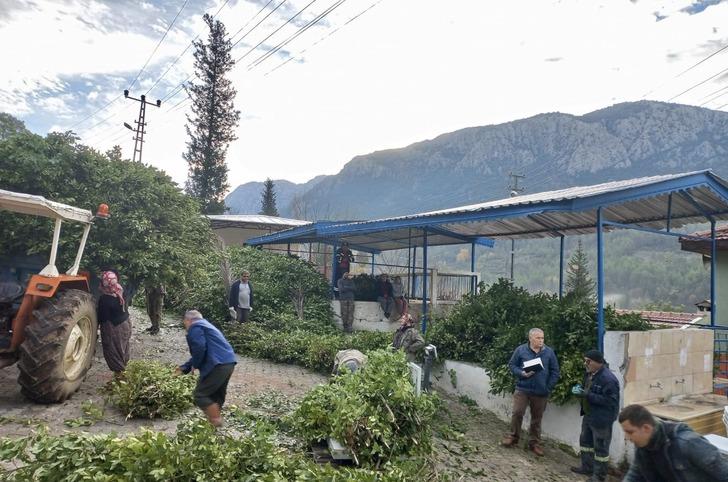 'Çok iyi fiyata verdik! Köy halkına iyi gelir oldu' Amerika ve Avrupa'ya satılıyor 'Ayağımıza kadar gelip alıyorlar' G4