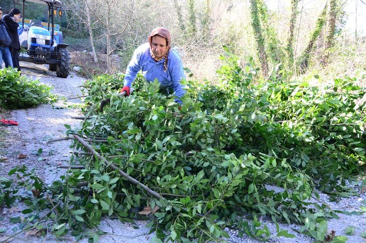 'Çok iyi fiyata verdik! Köy halkına iyi gelir oldu' Amerika ve Avrupa'ya satılıyor 'Ayağımıza kadar gelip alıyorlar' G5
