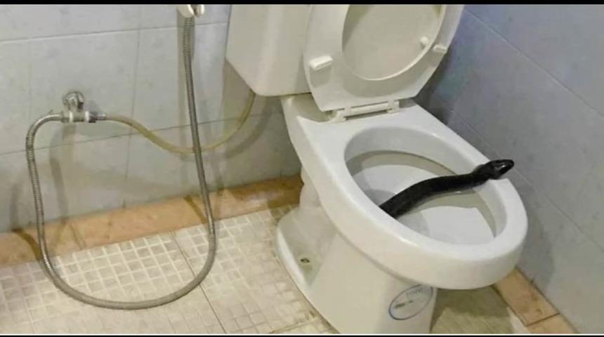 Evinin tuvaletine gittiğinde hayatının en büyük korkusunu yaşadı! Klozetinden yılan çıktı: "Elimle kafasını tutup çıkartmaya çalıştım"