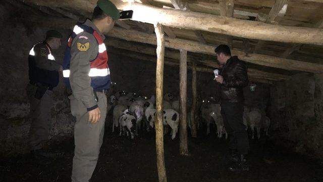 Kayıp koyun ve kuzuları jandarma buldu