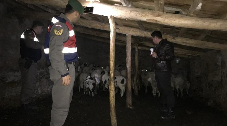 Kayıp koyun ve kuzuları jandarma buldu