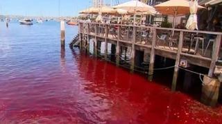 Gören cep telefonuna sarıldı: Nehir aniden kırmızıya döndü! Uzmanlar ısrar ediyorlar: 'İçebilirsiniz'