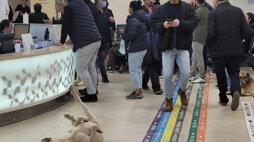 Artan şikayetler üzerine harekete geçildi! Sağlık Bakanlığından 81 ile yazı gitti... Hastaneler için 'sahipsiz hayvan' talimatı